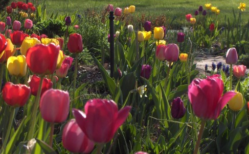 tulips crop