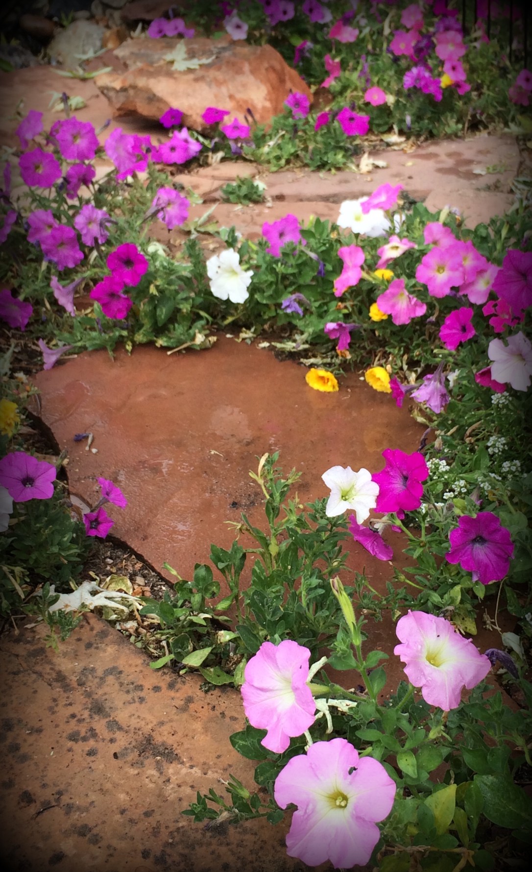 crop vignette flower volunteers